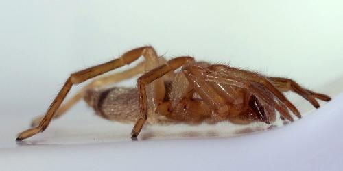 Clubiona corticalis